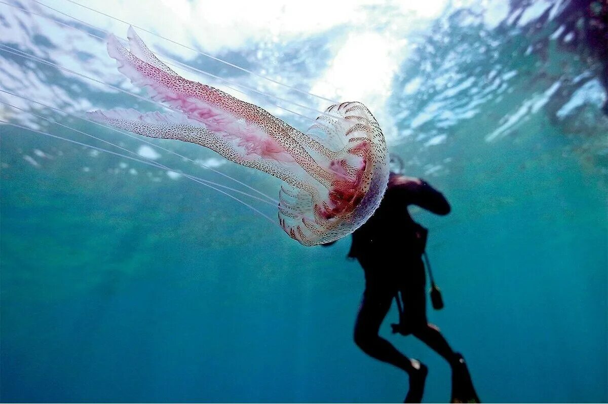 Чем опасны медузы. Опасные медузы Средиземного моря. Португальский кораблик медуза укусы. Пелагия медуза Средиземного моря.