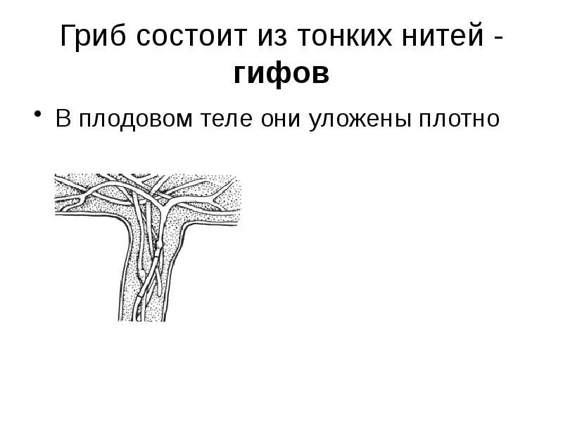 Строение гриба рисунок 7 класс биология. Тонкая нить гриба. Тонкая нить гриба. Тонкие белые нити гриба. Тонкая нить гриба.
