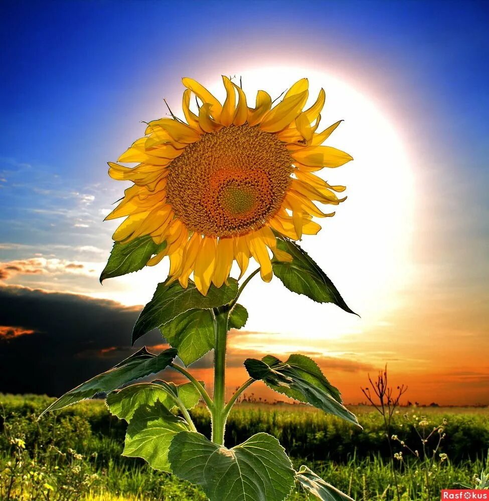 Солнечный цветок. Цветок солнца-подсолнечник. Красивые Подсолнухи. Подсолнух и солнце. Подсолнухи солнечный