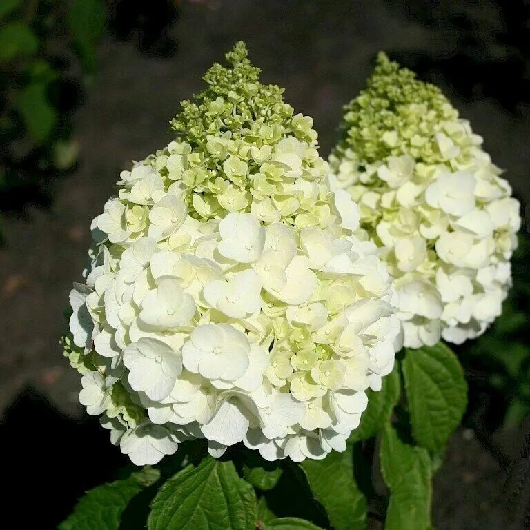 Гортензия метельчатая Меджикал Монт Блан (Hydrangea paniculata Magical Mont Blan
