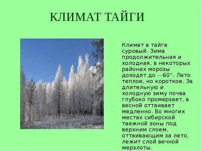 Где в тайге самые низкие температуры зимой. Климат тайги 4 класс. Климат в тайге 5 класс биология. Природные зоны России Тайга 8 класс. Зона тайги 4 класс.