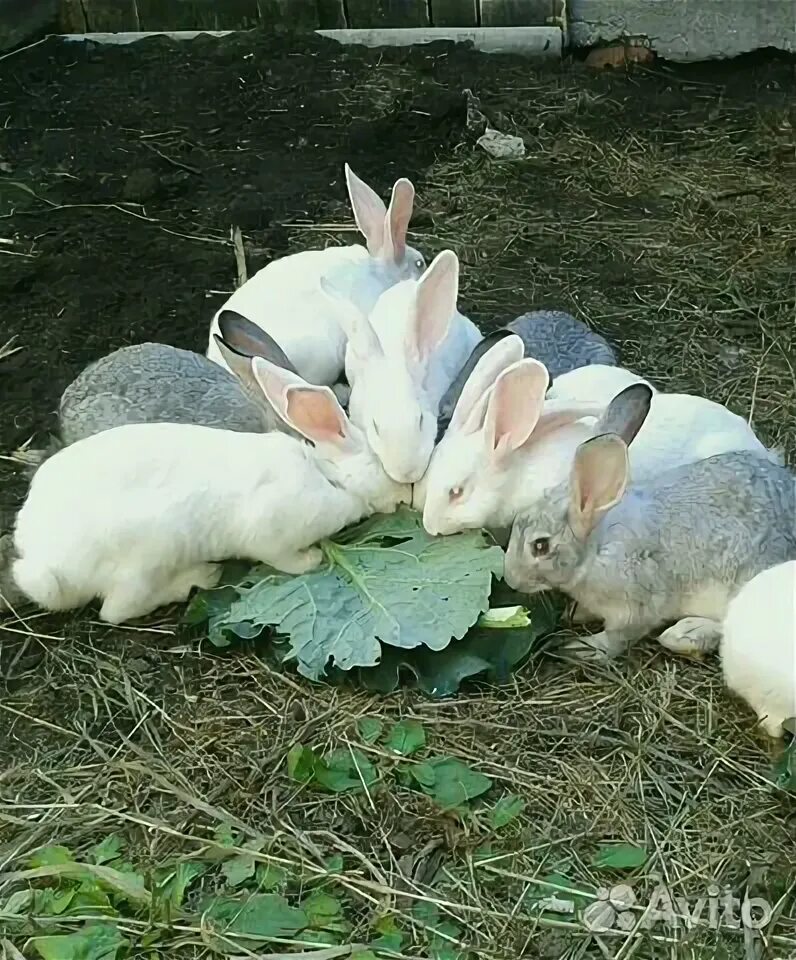 Английский кролики 2 2. Крольчата 2 месяца. Кролик 2 месяца фото. Кролик 2 месяца.