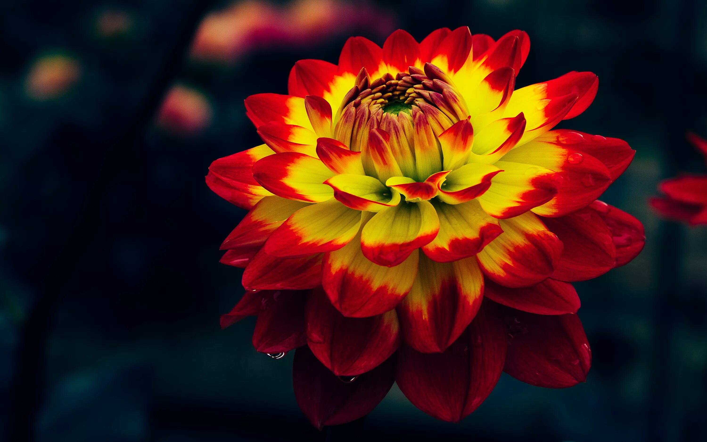 Красно желтая картинка. Dahlia Procyon. Георгина желто красная. Проционы георгины. Георгин желтый с красной серединкой.