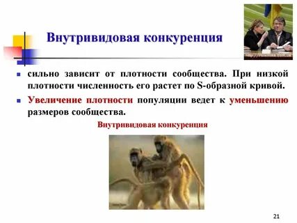 Внутривидовые отношения изучают на уровне