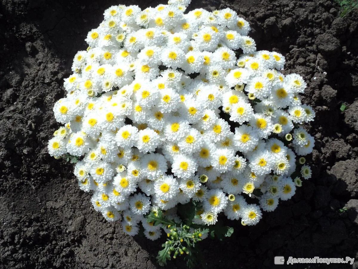 Хризантема эльф белый. Хризантема эльф. Хризантема мультифлора эльф. Эльф уайт хризантема. Хризантема мультифлора эльф вайт.