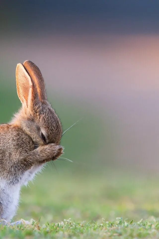 Кролик фото. Ну. Заяц и кролик. Филм. Обиженный кролик.