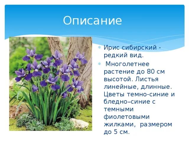 Касатик карликовый описание. Растение касатик с описанием. Стих про цветок ирис. Касатик карликовый описание для детей 2 класса. Краткое сообщение про ирис.