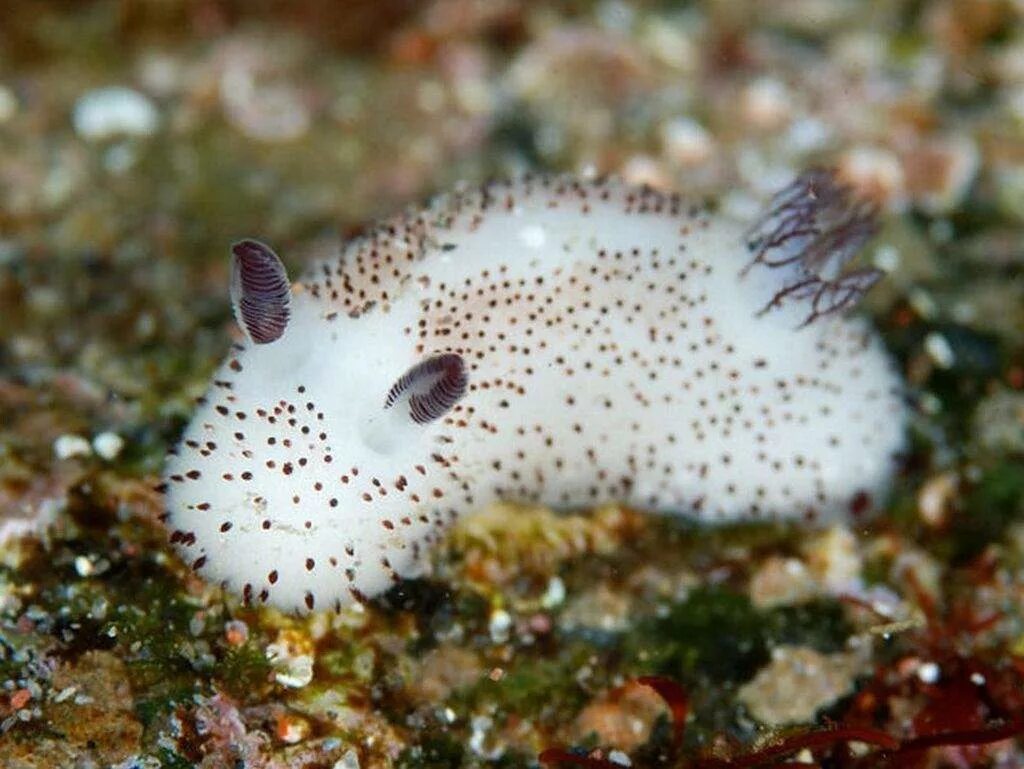 Jorunna Parva. Морской СЛИЗНЯК Jorunna Parva. Морской кролик, Jorunna Parva.. Морской заяц СЛИЗЕНЬ. Морской кролик домашний