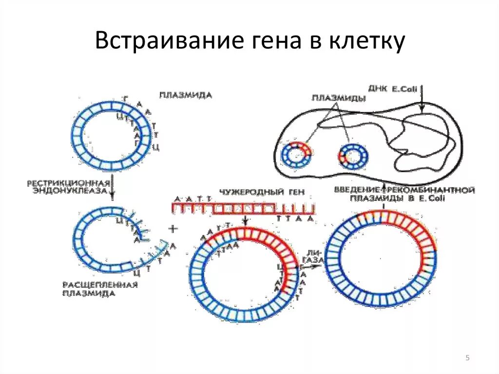 Методы введения днк. Способы введения рекомбинантной ДНК В клетки. Схема получения рекомбинантной плазмиды. Схема встраивания Гена в плазмиду. Введение рекомбинантных ДНК В клетки бактерий.