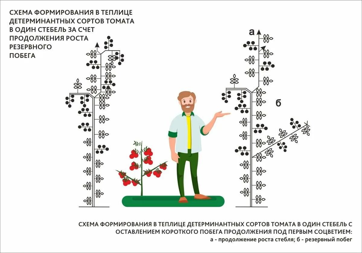 Детерминантный сорт томатов что это означает простыми. Пасынкование детерминантных помидор. схема пасынкования детерминантных томатов. детерминантный сорт формирование томатов формирование. схема высадки томатов детерминантных.