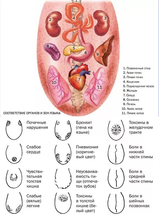 Как определить больной орган. Проекция внутренних органов на языке человека. Язык зоны проекций органов. Определение состояния здоровья по языку.