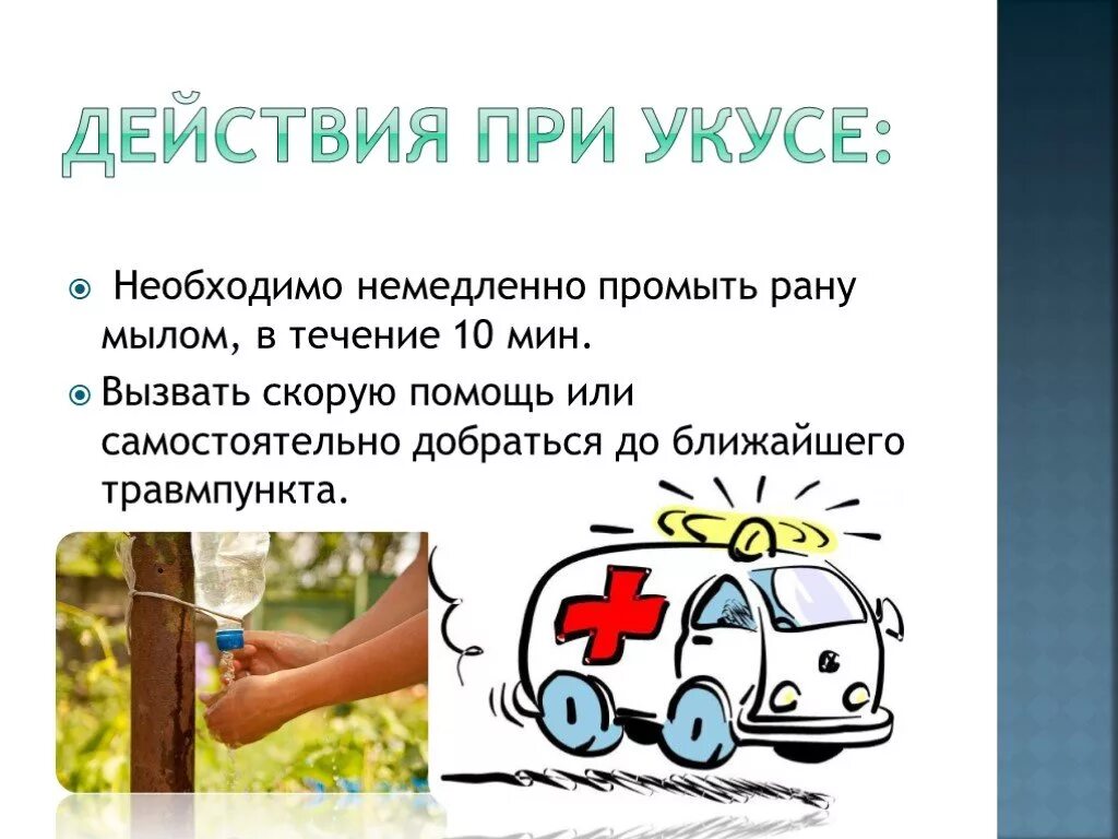 Укушенные раны первая помощь. Бешенство памятка для населения. Памятка по профилактике бешенства. Что будет если укусила собака. Памятка что делать если укусила собака.