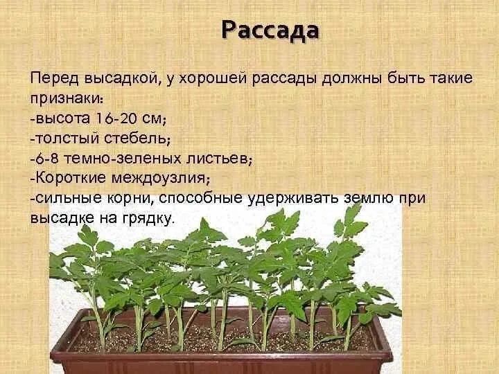 Высота рассады. Рассада перед высадкой. Рассада презентация. Рассада помидор. Какой объем для рассады помидор