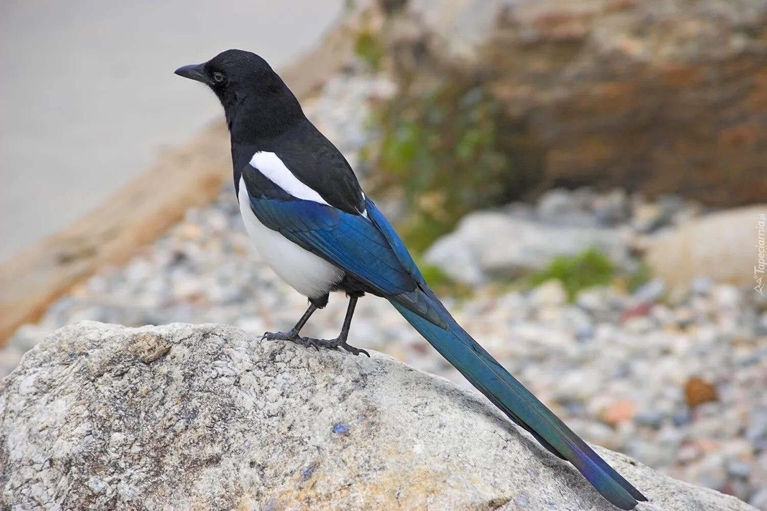 сорока белобока птица. двустами сорока девятью. сорока белохвостая. сорока птица. сорока pica pica.