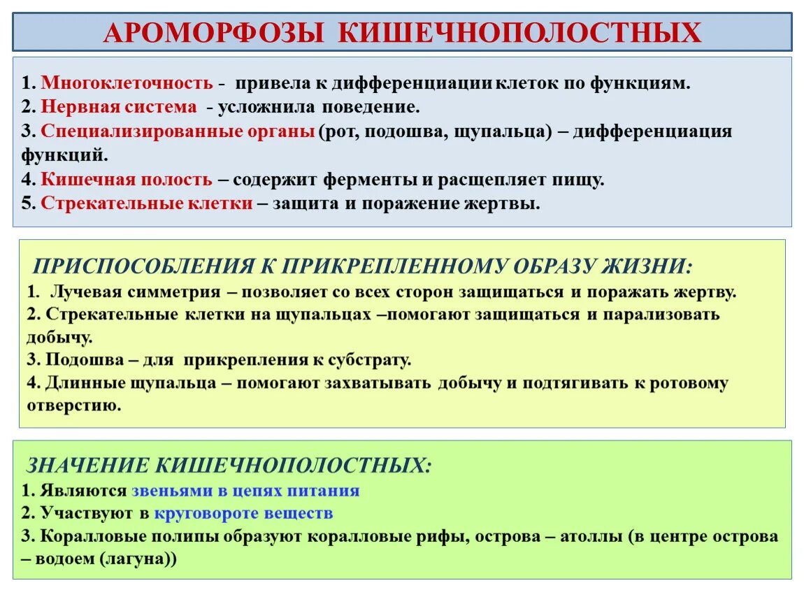 Дифференциация клеток. Дифференциация клеток цепь. Преимущества многоклеточности. Какие преимущества дает многоклеточность.