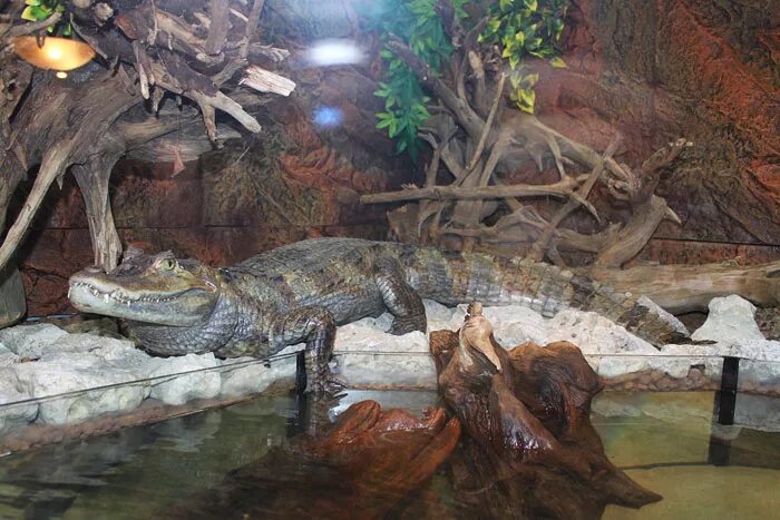 Крокодил домашнее животное. Содержание крокодилов. Нильский крокодил домашний. Крокодилы в доме. Крокодиловая ферма канкун.