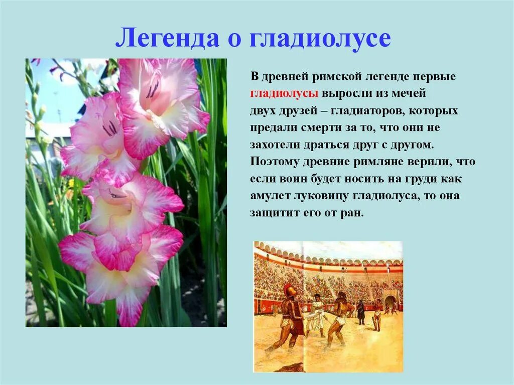 миф о гладиолусе. легенда о гладиолусе. легенда о гладиолусе. гладиолус поверья и легенды. гладиолус цветок описание.