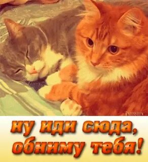 Любимые кошки видео