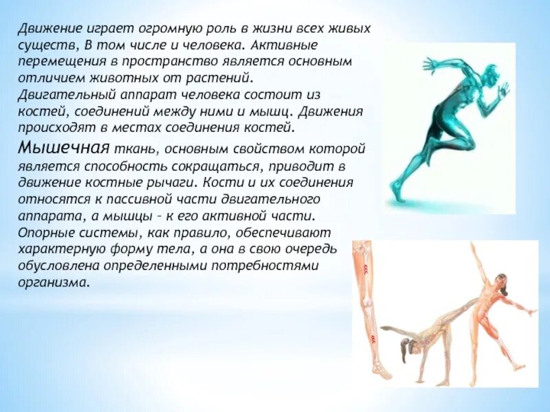 Значение движения для человека биология 5. Роль движения в жизни человека. важность движения в жизни человека. роль движения в жизни животных. система рычагов скелета человека.