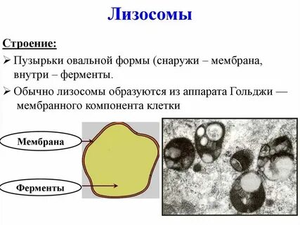 Какую функцию выполняет лизосома в растительной клетке