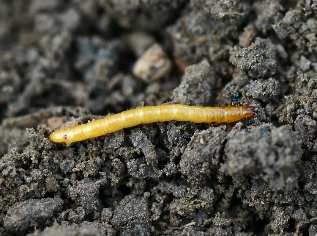 Жук червяка проволочника. Почва вредители. Почва вредители. Личинки жуков щелкунов. Белые личинки проволочника.