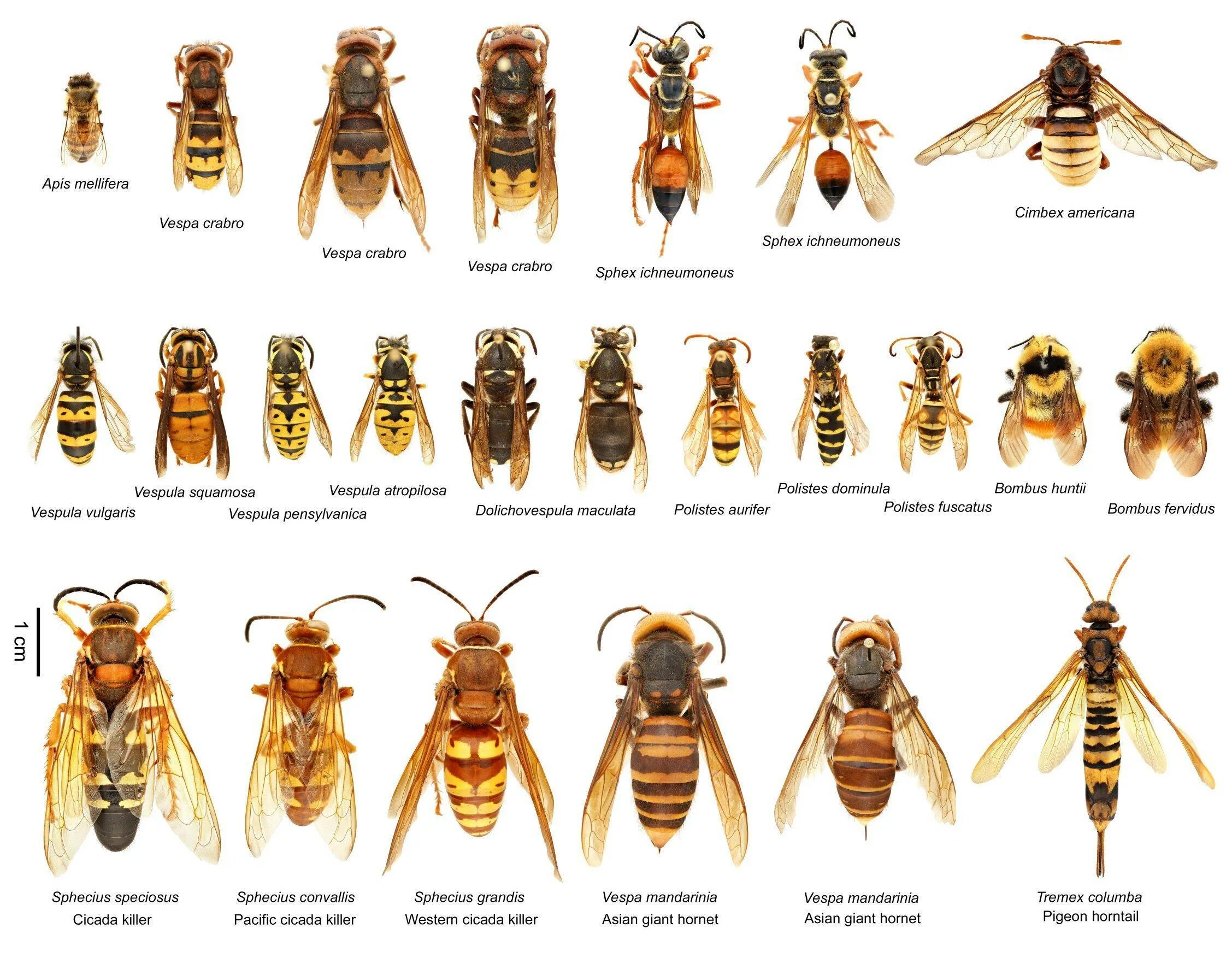 Сколько живет ос. Матка осы и Шершень. Оса Шершень Шершень пчела. Азиатский Шершень Vespa mandarinia -. Королевский Шершень пчела.