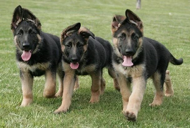 Pin on Shepherds & Wolfdogs