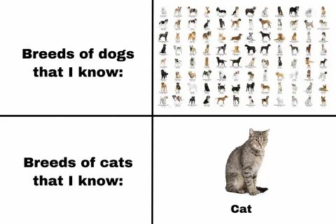 Why did the second cat complain