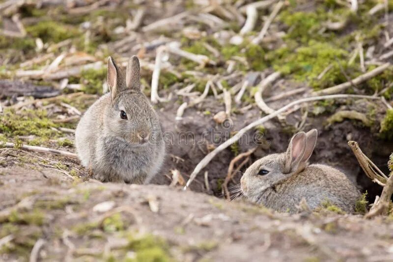 Rabbit live. Rabbit live
