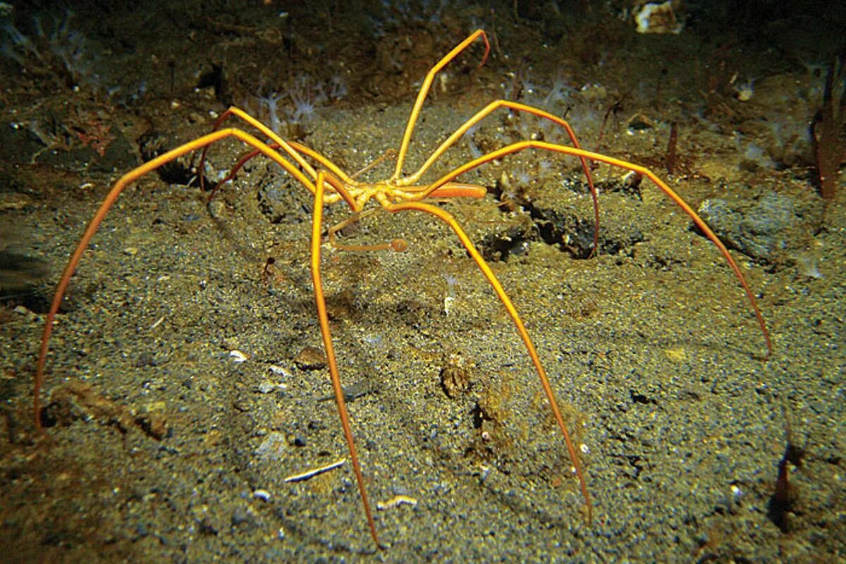 Scientists suggest independent monitoring of deep-sea hydrocarbon industry News 