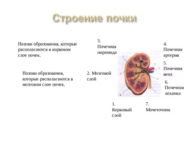 Почках и в головном мозге. Корковый слой почки. Корковый и мозговой слои почки. Корковый слой почки строение. Мозговой слой почки.