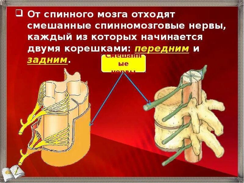 Смешанный спинномозговой нерв. Смешанный нерв спинного мозга. От спинного мозга отходят. Нервы отходящие от спинного мозга. Сколько пар спинномозговых нервов отходит от спинного