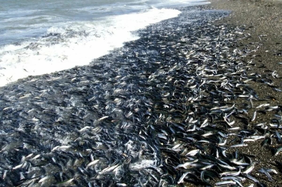 Погибло много рыбы. Сахалинская рыба уёк. Мойва уёк. Уёк на Сахалине. Браконьерство Охотское море.
