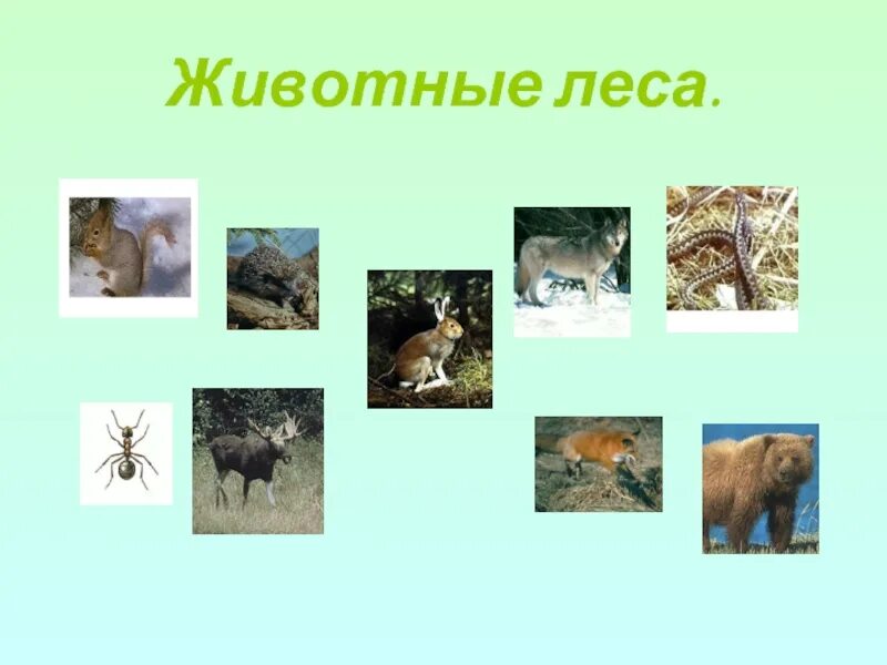 Животные зоны лесов. Звери лесной зоны. Животный мир лесной зоны. Зона широколиственных лесов животный мир. Животные зоны лесов.