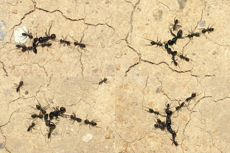 Название армейского муравья. Боевой муравей. Армейские муравьи гнезда. Муравьиные войны.