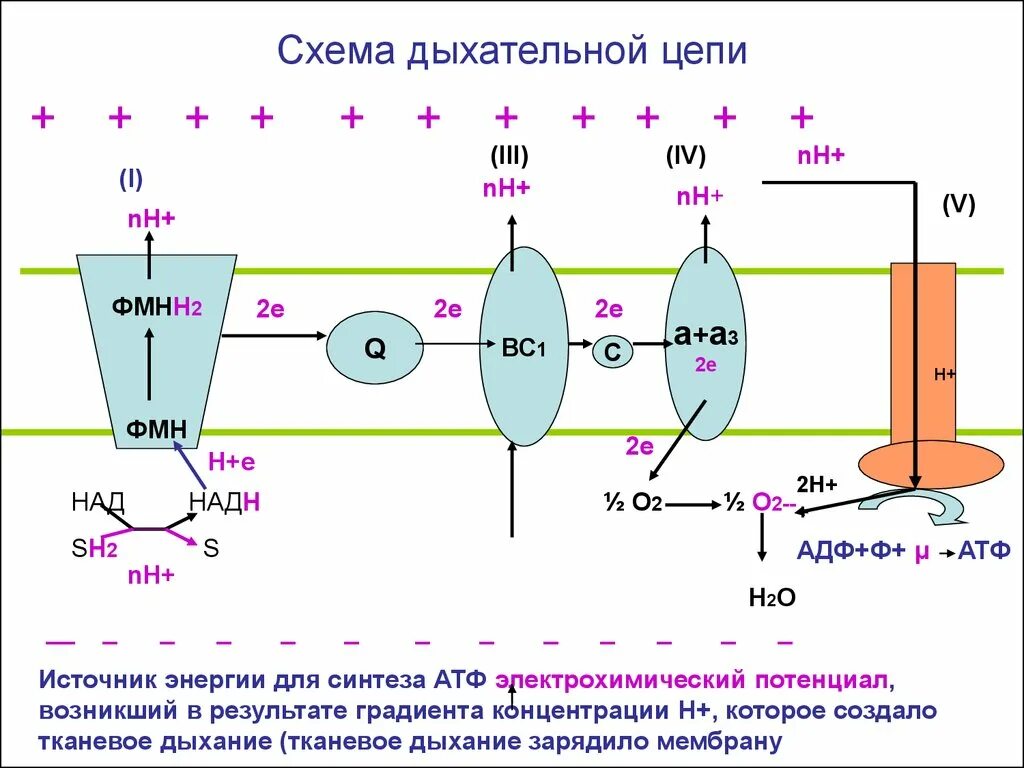 Последовательность образования атф в митохондриях. Дыхательная цепь (ЦПЭ): строение. Дыхательная цепь электронов биохимия. Дыхательная цепь митохондрий биохимия. Структура и функции компонентов дыхательной цепи.