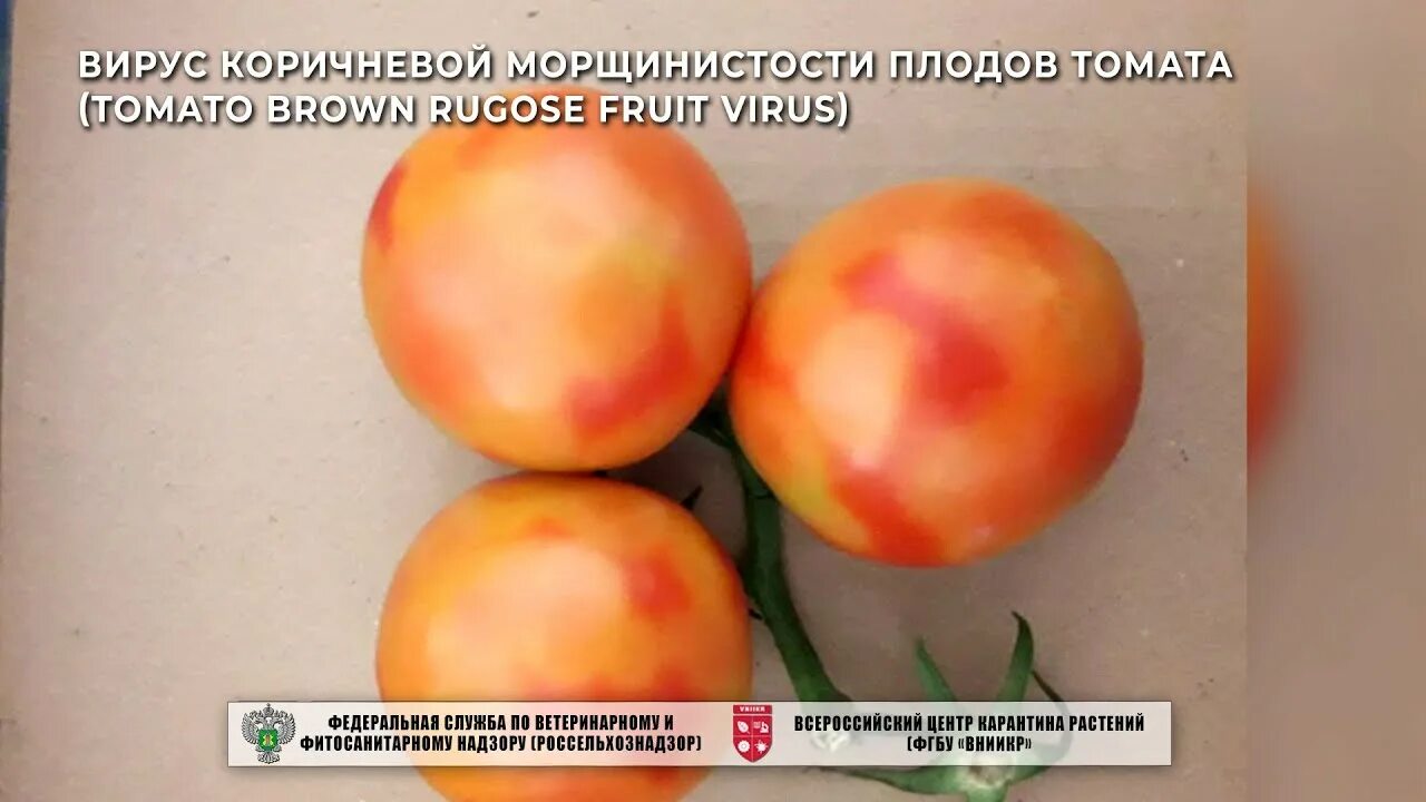 Вирус пепино на томатах. Бурые помидоры. Коричневая морщинистость томатов. Вирус коричневой морщинистости томатов. Вирус морщинистости плодов томатов.