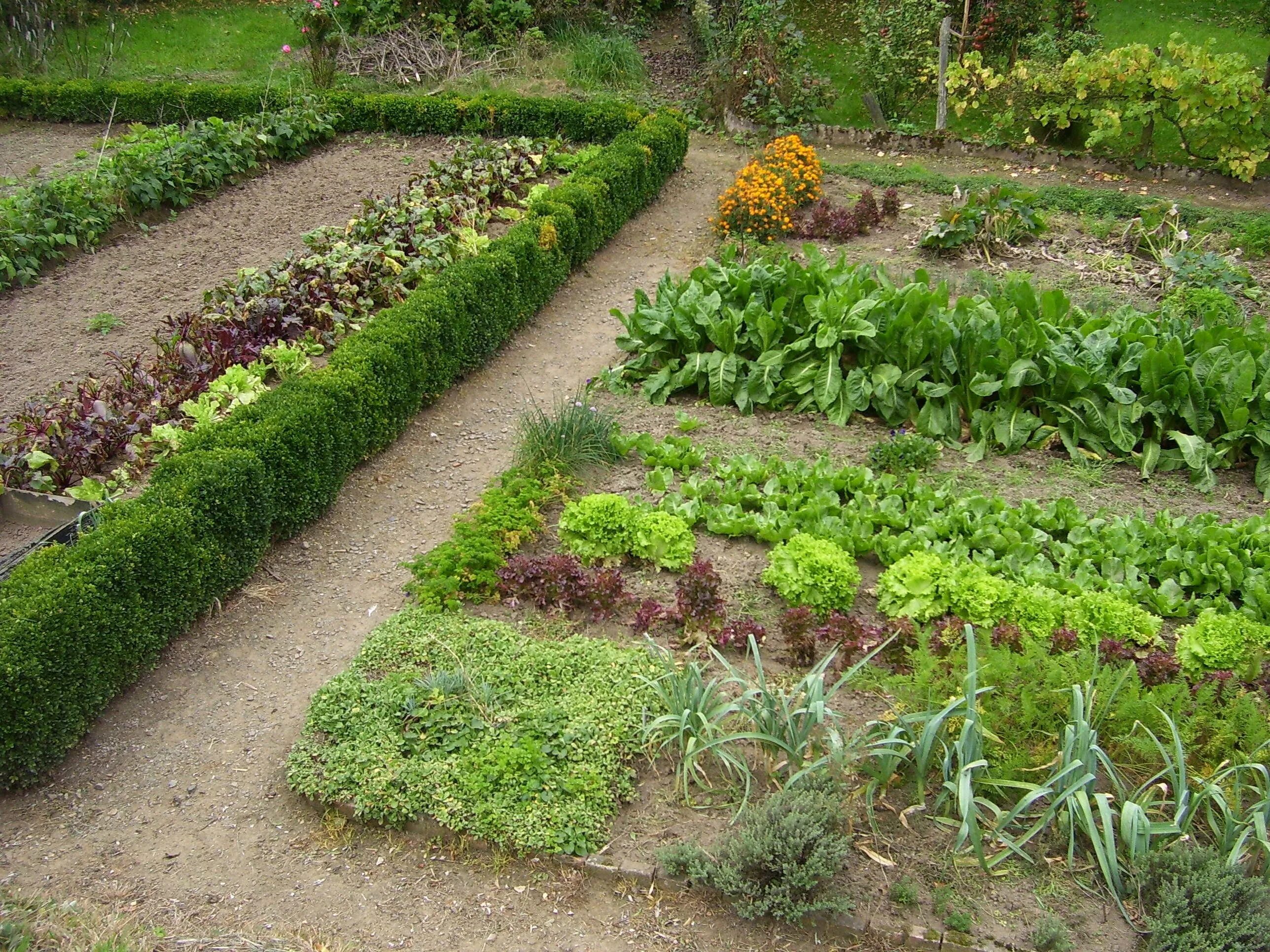 Евроогород грядки. Огород по джону джевонсу. Красивые грядки. Красивые грядки. Красивый огород.