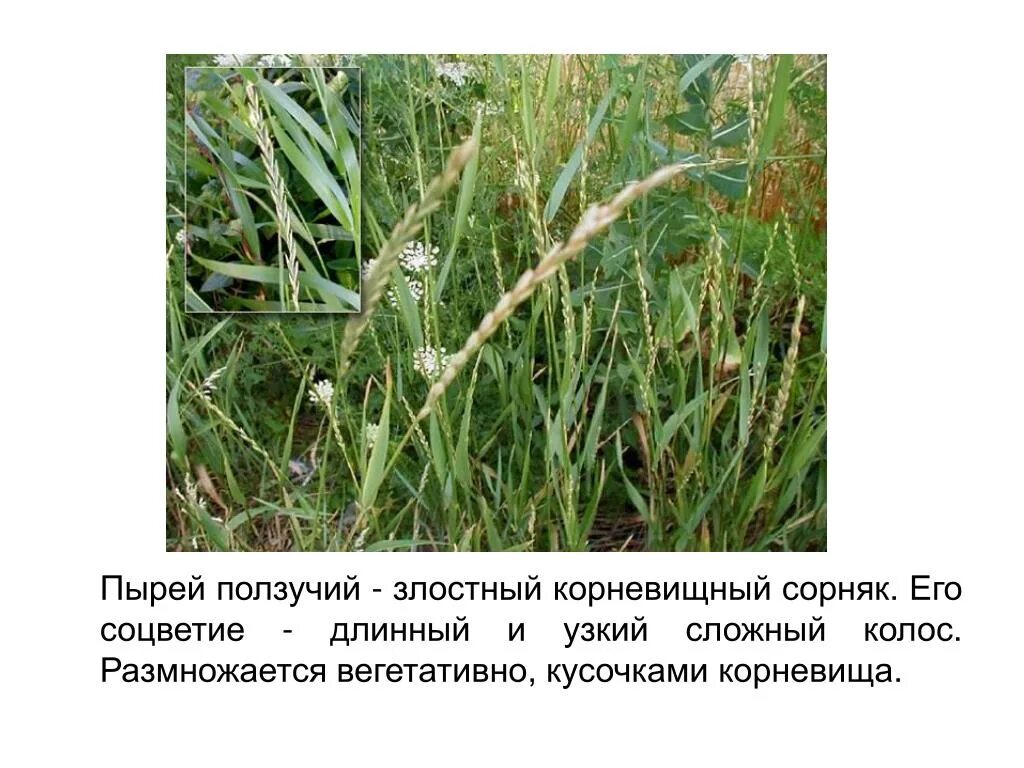 Кормовой злак и злостный сорняк 5 букв. Трава пырей ползучий. аржанец-пырей. пырей ползучий злаки. пырей ползучий (elytrigia repens l.).