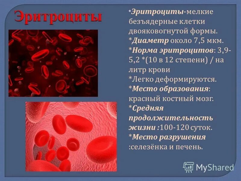 Почему повышаются эритроциты. Эритроциты. Место образования эритроцитов. Эритроциты место образования и разрушения.