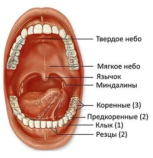 Твердое мягкое болтается