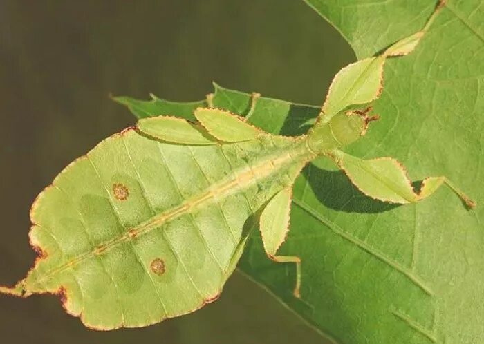 So cool...a giant Malaysian Leaf Insect ღ Сумасшедшие животные, Домашние птицы,