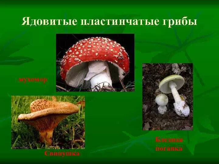 Какие грибы относятся к группе пластинчатых съедобные. Грибы пластинчатые и трубчатые съедобные и ядовитые. Несъедобные пластинчатые грибы. Трубчатые пластинчатые грибы съедобные несъедобные грибы. Пластинчатые грибы ядовитые несъедобные.
