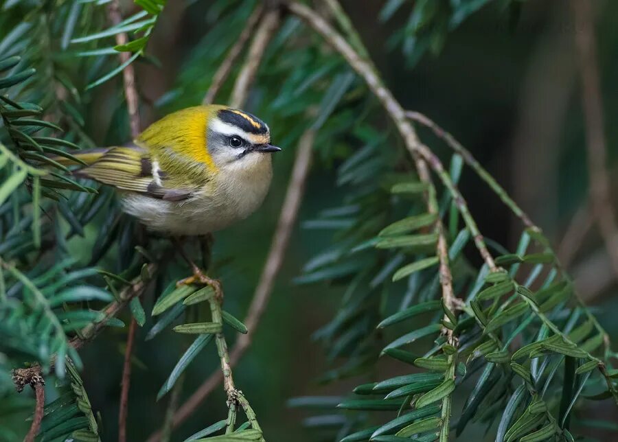 формы королек. самая маленькая птичка наших лесов. формы королек. желтоголовый королёк. королек в орске.
