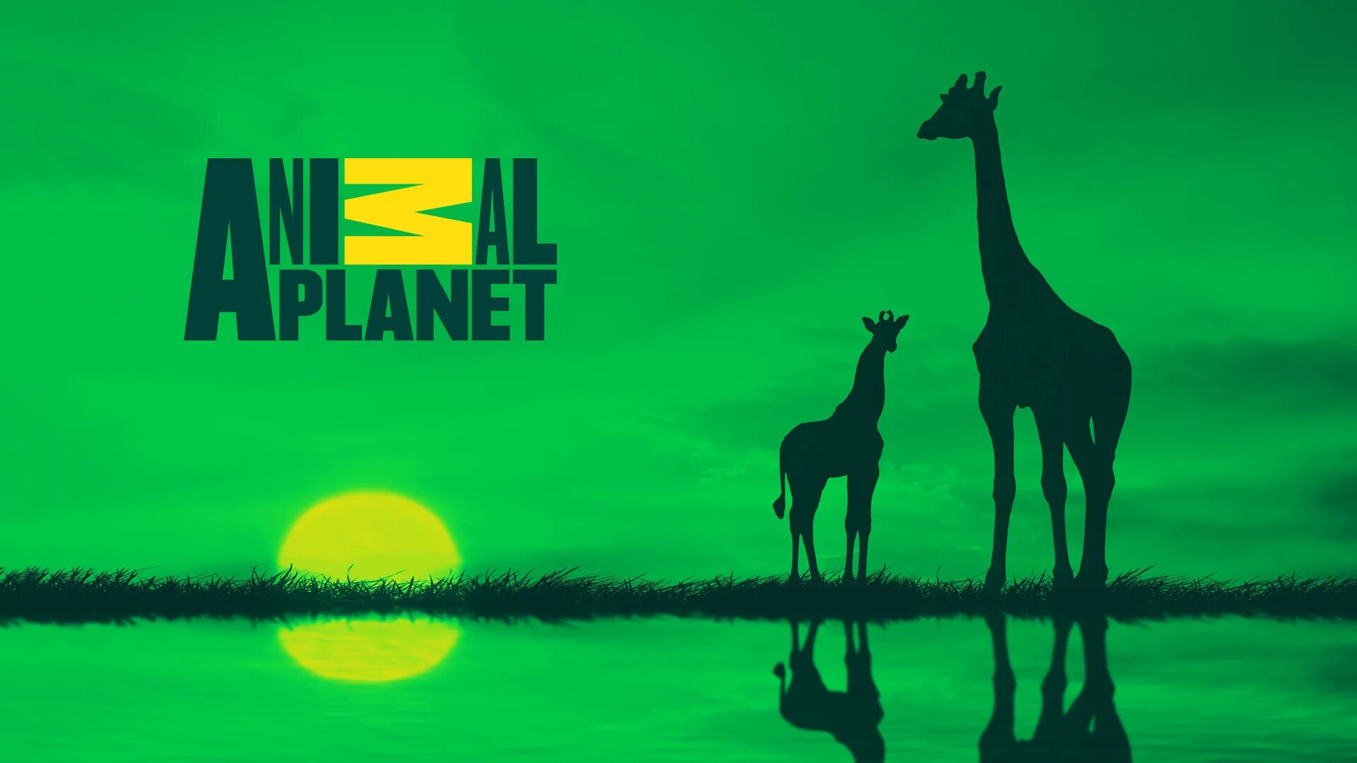 Логотип телеканала animal Planet. Телеканал animal Planet HD. Animal Planet заставка. Канал Анимал планет. Animals сайт