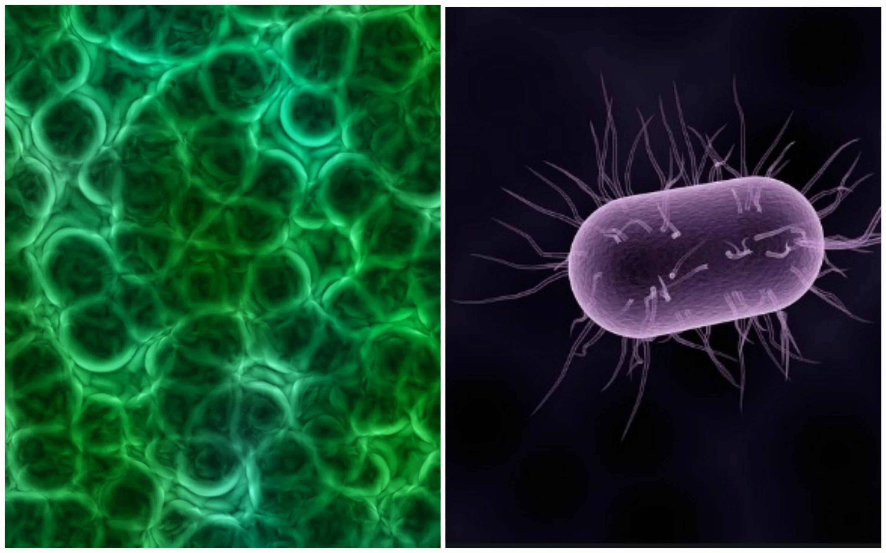 Бактерии можно обнаружить. Бактерии. Бактериальная клетка. Клетка микроба. Бактерии прокариоты.