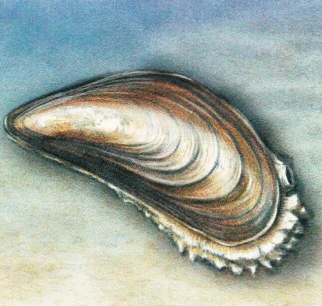 Раковина 6 букв сканворд. Мидия Mytilus edulis. Съедобные моллюски. Съедобные моллюски в раковинах. Крупные морские моллюски съедобные.