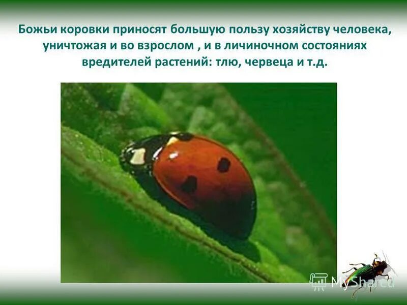 интересные факты о божьей коровке для детей. клевер и божья коровкк. божья коровка приносит. интересные факты о божьей коровке. божья коровка приносит.