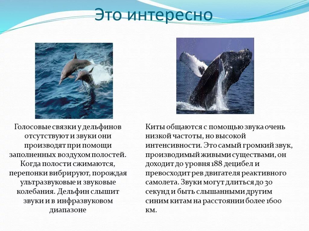 Строение синего кита. Одинокий кит 52 герцовый кит. Эхолокация дельфинов звук. Эхолокация китообразных. Киты издают особые низкочастотные звуки.