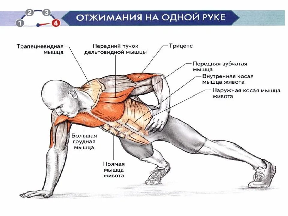 Чем заменить отжимания. Прокачать грудные мышцы отжиманиями. Мышцы задействованные при отжимании. Прокачка грудных мышц отжиманиями.